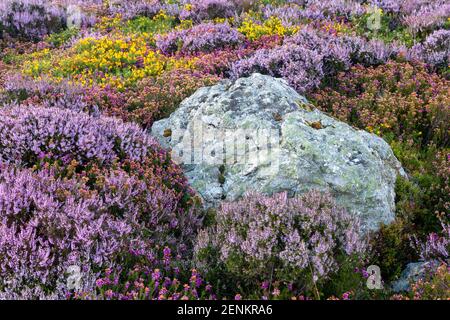 Heather e la gola a Sychnant Pass, Galles del Nord Foto Stock