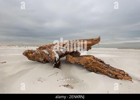 Il Driftwood si è lavato sulla spiaggia con il mare sotto il grigio cielo nuvoloso Foto Stock