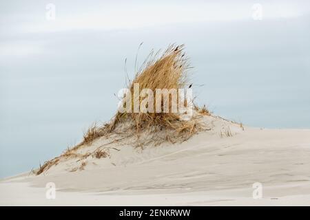 Formazione delle dune: Piccola duna coltivata con erba di Marram su una spiaggia ventosa sotto un cielo grigio-blu e nuvoloso Foto Stock
