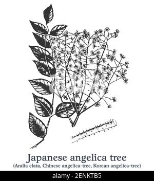 Albero di angelica giapponese. Pianta disegnata a mano vettoriale. Disegno di piante medicinali vintage. Illustrazione Vettoriale