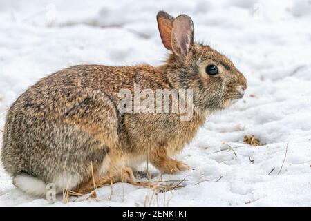 Primo piano vista laterale di un giovane coniglio del Cottontail orientale (Sylvilagus floridanus) in piedi nella neve in inverno. Foto Stock