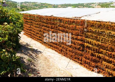 Uva sultanina prodotti sunraisings. Uva sultanina appesa su apposite rastrelliere di essiccazione nei vigneti rurali della regione degli Archani, che si asciuga sotto il caldo sole estivo Foto Stock