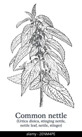 Ortica comune. Pianta disegnata a mano vettoriale. Disegno di piante medicinali vintage. Illustrazione Vettoriale