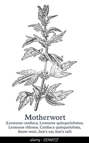 Motherwort. Pianta disegnata a mano vettoriale. Disegno di piante medicinali vintage. Illustrazione Vettoriale