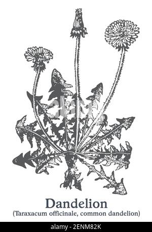 Dente di leone. Pianta disegnata a mano vettoriale. Disegno di piante medicinali vintage. Illustrazione Vettoriale