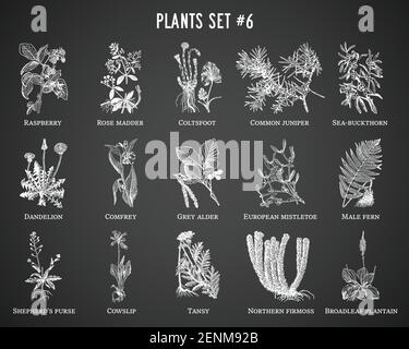 Piante disegnate a mano vettoriale su sfondo nero Illustrazione Vettoriale