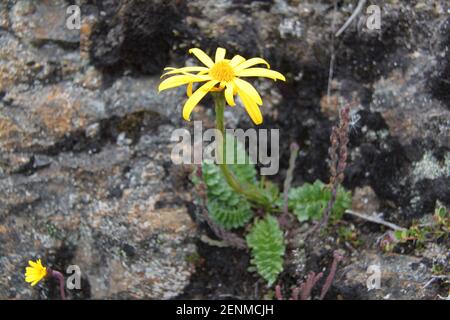 Fiori tipici del Parco Nazionale El Cajas in Ecuador Foto Stock