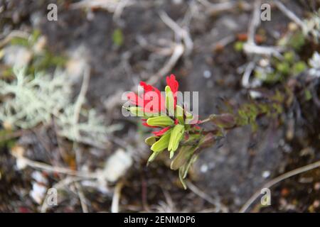 Fiori tipici del Parco Nazionale El Cajas in Ecuador Foto Stock