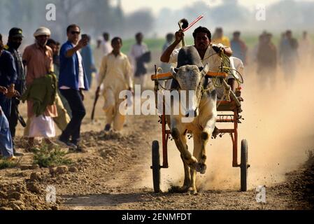 (2/23/2021) contadino pakistano guida i suoi tori Cart mentre compete in una corsa tradizionale di carro di tori durante l'annuale Urs di Syed Mardan Shah Bukhari vicino al villaggio Jahanian distretto Khanewal circa 450 km da Lahore in un angolo rurale del Pakistan il 23 febbraio, 2021.circa 200 coppia di tori Cart provenienti da diverse zone rurali del Pakistan partecipano alla tradizionale gara di bull Cart" organizzata su un campo di 400 metri di lunghezza dove gli agricoltori gareggiavano per essere il pilota più veloce per raggiungere il traguardo al fine di vincere il premio monetario. Yoked insieme a Heavy telai di legno chiamati 'joots', il giro jockey Foto Stock