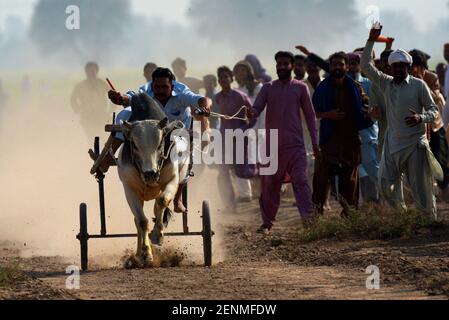 (2/23/2021) contadino pakistano guida i suoi tori Cart mentre compete in una corsa tradizionale di carro di tori durante l'annuale Urs di Syed Mardan Shah Bukhari vicino al villaggio Jahanian distretto Khanewal circa 450 km da Lahore in un angolo rurale del Pakistan il 23 febbraio, 2021.circa 200 coppia di tori Cart provenienti da diverse zone rurali del Pakistan partecipano alla tradizionale gara di bull Cart" organizzata su un campo di 400 metri di lunghezza dove gli agricoltori gareggiavano per essere il pilota più veloce per raggiungere il traguardo al fine di vincere il premio monetario. Yoked insieme a Heavy telai di legno chiamati 'joots', il giro jockey Foto Stock