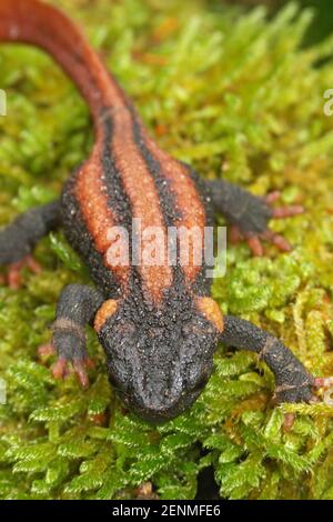 Closeup del novo di coccodrillo Kweichow dalla coda rossa , Tylottriton kweichowensis Foto Stock