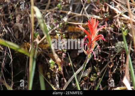 Fiori tipici del Parco Nazionale El Cajas in Ecuador Foto Stock