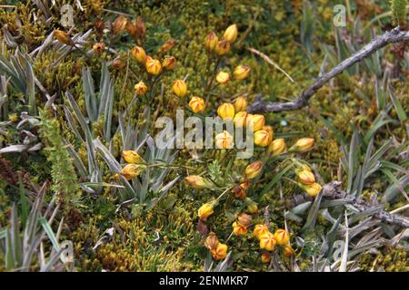 Fiori tipici del Parco Nazionale El Cajas in Ecuador Foto Stock