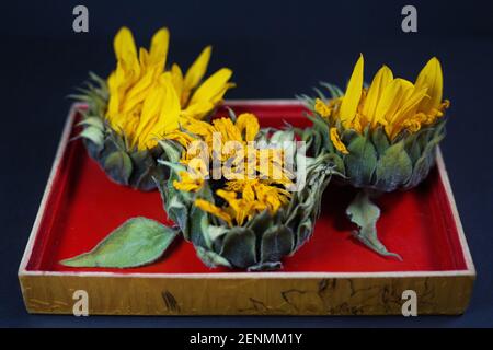 Tre girasoli morenti in una scatola rossa. Foto Stock