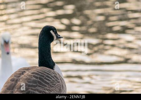 Single canada Goose camminare su un marciapiede con cigno sullo sfondo, nero grigio e bianco grande uccello in città o in cerca di cibo, specie da No Foto Stock