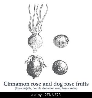 Cannella rosa e cane rosa frutta. Schizzo di pianta vintage disegnato a mano da vettore. Illustrazione Vettoriale