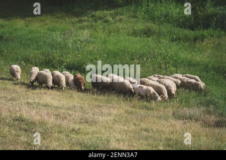Un gregge di pecore al centro, mangiando erba durante una calda giornata estiva in una zona rurale lontana. Spazio di copia in alto e in basso. Foto Stock