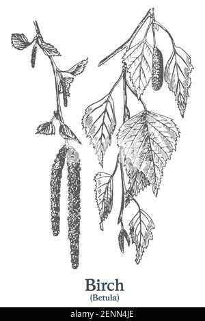 Betulla. Pianta disegnata a mano vettoriale. Disegno di piante medicinali vintage. Illustrazione Vettoriale