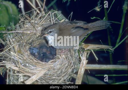 Il Warbler di Cetti, Cettia cetti. Adulto al nido con pulcini Foto Stock