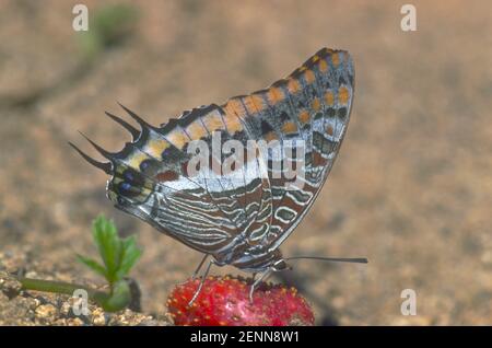 Pasha Butterfly a due code, Charaxes jasius. Mangiare una strawbery con le ali chiuse Foto Stock