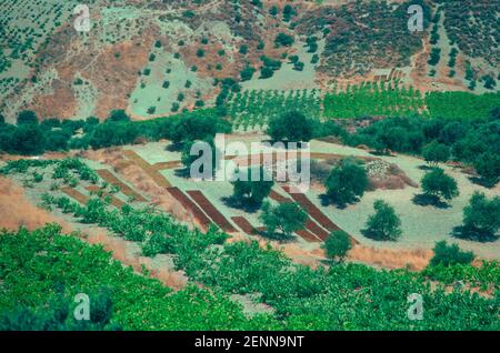 Ulivi e vigneti a Creta. Essiccare le uve a terra Foto Stock