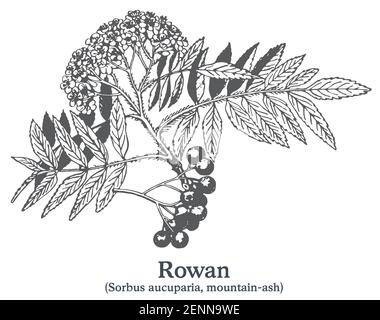 Rowan. Pianta disegnata a mano vettoriale. Disegno di piante medicinali vintage. Illustrazione Vettoriale