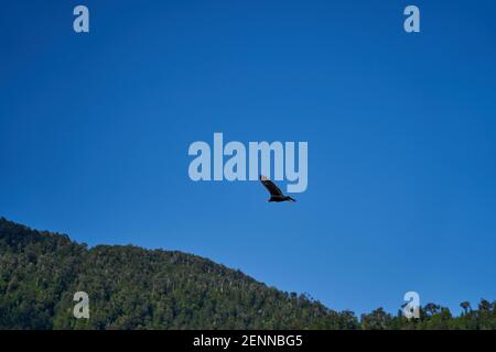 tacchino avvoltoio, Cathartes aura, anche tacchino poiana , in cerchio alto nel cielo, Patagonia, Cile, Sud America Foto Stock