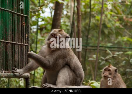 Un macaco a coda lunga che tenta di aprire il feeder presso la Foresta delle scimmie sacre Foto Stock