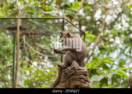 Un macaco da granchio (macaca fascicularis) seduto su una statua e mangiare mela nella Foresta delle scimmie sacre Foto Stock