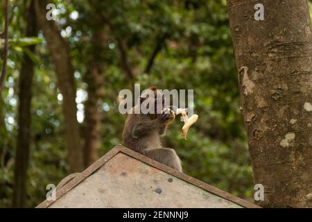 Un piccolo macaco dalla coda lunga (macaca fascicularis) che mangia una banana nella Foresta delle scimmie sacre Foto Stock