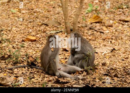 Due macachi che mangiano granchi seduti e giocando insieme sulle foglie Alla Foresta delle scimmie sacre di Bali Foto Stock