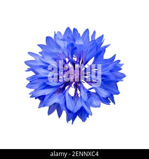 Primo piano di fiore di mais blu isolato su sfondo bianco. Blue Cornflower Herb o fiore di bottoni di bachelor. Macro immagine di fiori di mais. Foto Stock