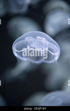 Luna Jelly (Aurelia labiata) meduse in Vancouver Aquarium Foto Stock