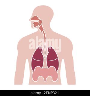 Icona a colori piatti del sistema respiratorio umano o del tratto respiratorio per applicazioni e siti web Illustrazione Vettoriale