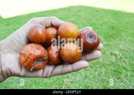 Femmina che tiene il jujube indiano o la bera o bacca anche conosciuto come ziziphus maritiana completamente matura i mucchi di frutta arancione o marrone. In particolare Foto Stock