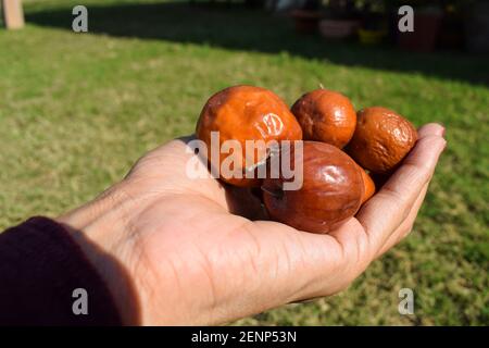 Femmina che tiene il jujube indiano o la bera o bacca anche conosciuto come ziziphus maritiana completamente matura i mucchi di frutta arancione o marrone. Foto Stock