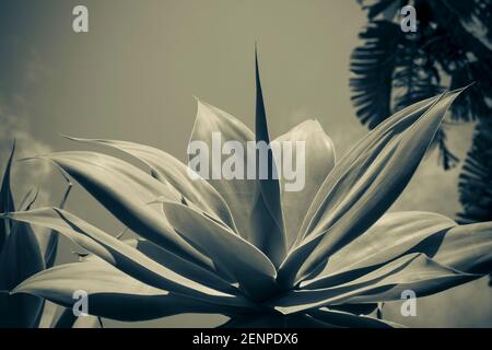 Stabilimento di Agave in Italia, Sicilia Foto Stock