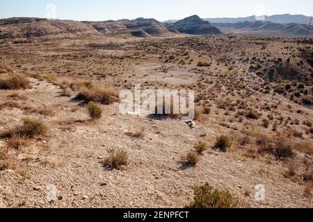 vegetazione selvaggia e mangiato animale morto nel paesaggio di Il deserto di Tabernas in Spagna Foto Stock
