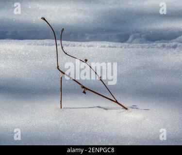 Composizione di bastoni e perfetta fusione delle loro ombre sulla morbida consistenza della neve. Foto Stock