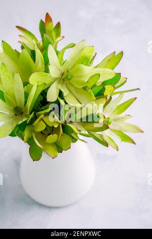 Mazzo di Leuadendron giallo fiore Strobilinum in vaso in cucina tabella Foto Stock