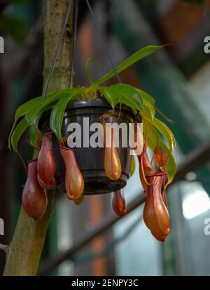 Nepenthes, una pianta tropicale predatoria sospesa da un albero nella serra. Foto Stock