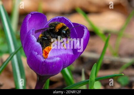 Bumblebee a coda di baffo- Bombus terrestris pollinates su Crocus-Crocus sativus. Foto Stock