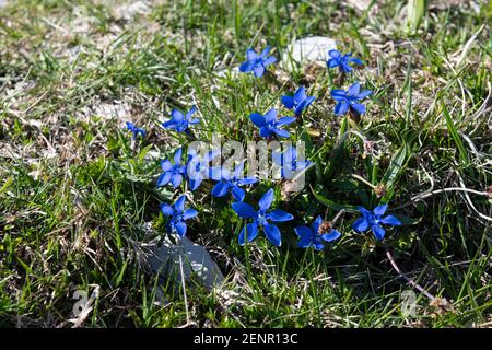 Gentiana verna, genziane primaverili che fioriscono su un pendio sul monte Loser, Ausseerland, Salzkammergut, Austria Foto Stock