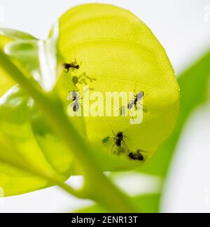 Simbiosi: Formiche che si prendono cura degli afidi e dei loro giovani su una foglia verde Foto Stock