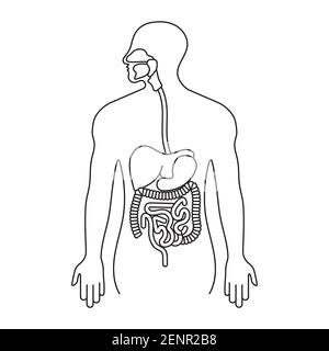 Tratto gastrointestinale umano o linea dell'apparato digerente icona ART per applicazioni e siti web Illustrazione Vettoriale