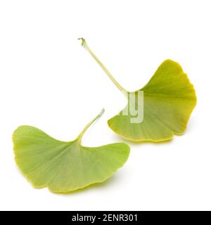 Ginkgo (Ginkgo biloba) lascia due squadrati Foto Stock