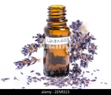 Piante curative: Olio di lavanda con fiori isolati su sfondo bianco Foto Stock