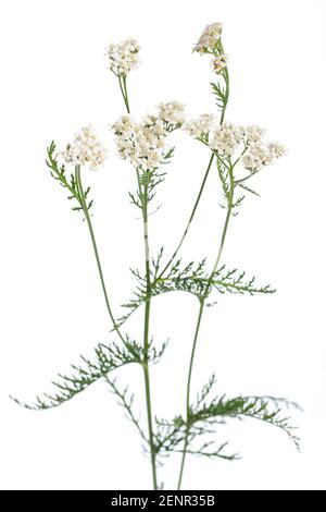 Piante curative: Yarrow (Achillea millefolium) - foglie e fiori davanti a sfondo bianco Foto Stock