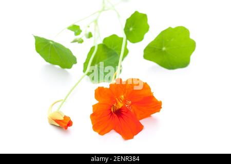 Nasturzio (Tropaeolum majus) su sfondo bianco Foto Stock