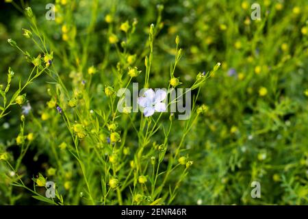 Lino è ampiamente utilizzato per scopi industriali e vernici ad olio, l'olio di lino è estratto da semi di lino ed è di colore giallastro Foto Stock